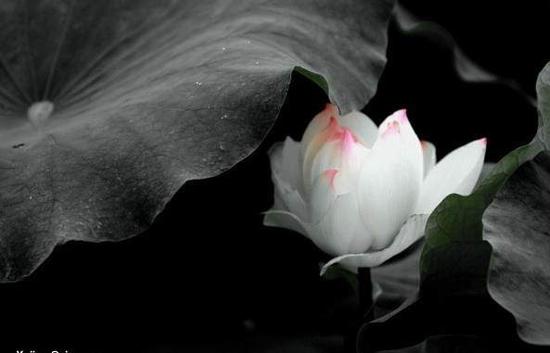 1599458186460655.jpg 10.jpg