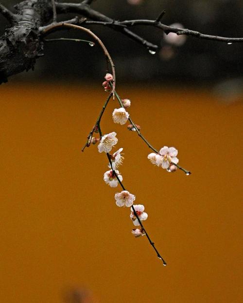 1599795882137804.jpg 微信图片_20200910154557.jpg