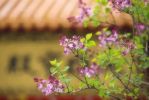 信佛后老想吃肉怎么办