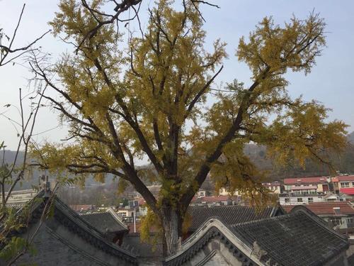 1603346292293304.jpg 67.jpg