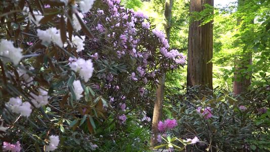 1603347013686658.jpg 4.jpg