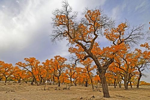 1603350673134366.jpg 79.jpg