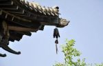 锁字门