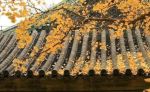 普莎诃