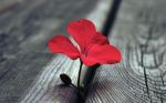 善见药