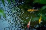 人中树