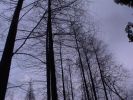 九会曼陀罗由来