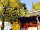逝瑟吒