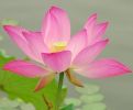 常悲菩萨