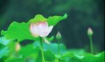 破迹显本