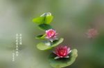 元必才《净土圣贤录》