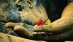 根本说一切有部尼陀那