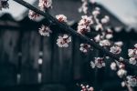 宋王日休《净土圣贤录》