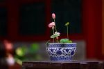 清章攀桂《净土圣贤录》
