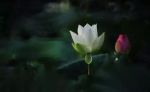 毗颇沙