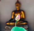 波利树法门