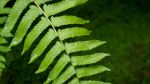 法尔