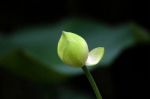 金刚香菩萨大明成就仪轨经