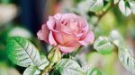 长行