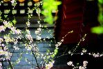 加持香水