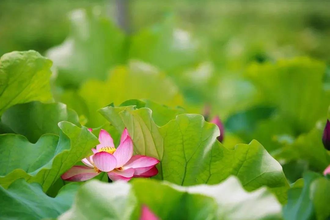 1608172249225487.jpg 微信图片_20201103154200.jpg