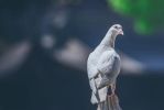 弗沙迦王经