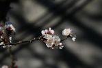 四阿含暮抄解