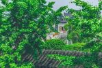 五股金刚
