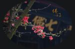 北宗神秀禅师《释氏稽古略》