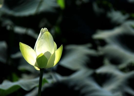 1619053250728935.jpg 93.jpg