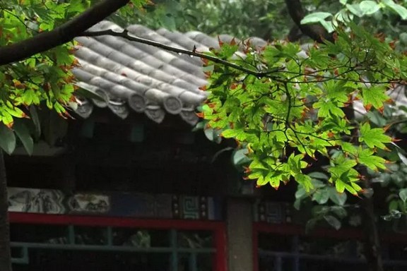 1619053857815302.jpg 102.jpg