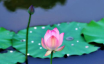 子孙庙和十方丛林有什么异同