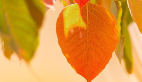 从开悟到证悟到底有多远？