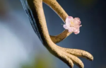 禅宗公案拈花一笑的解释