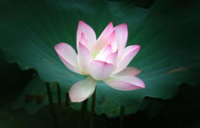  化为神通劝说兄弟