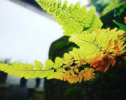 佛度摩罗的故事