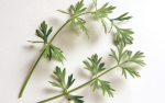 佛弟子可以吃香菜吗？