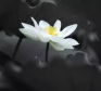 朝时课诵功德利益
